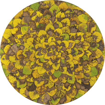 9trepetlika-kambic-80cm