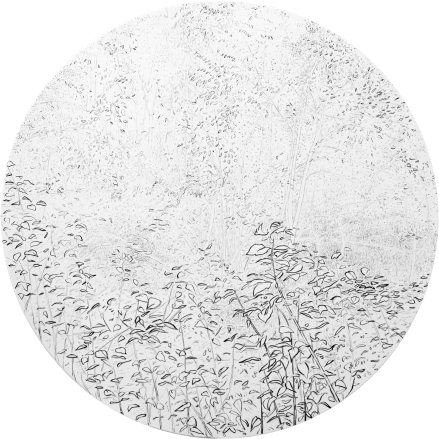 Sanje 3, oglje na platnu, premer 80 cm, 2017